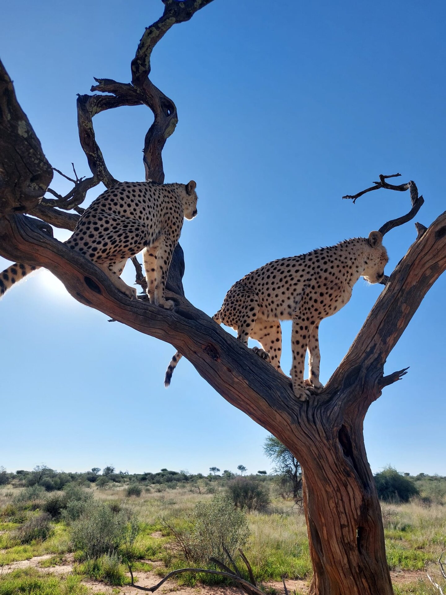 Naankuse Lodge & Carnivore Feeding
