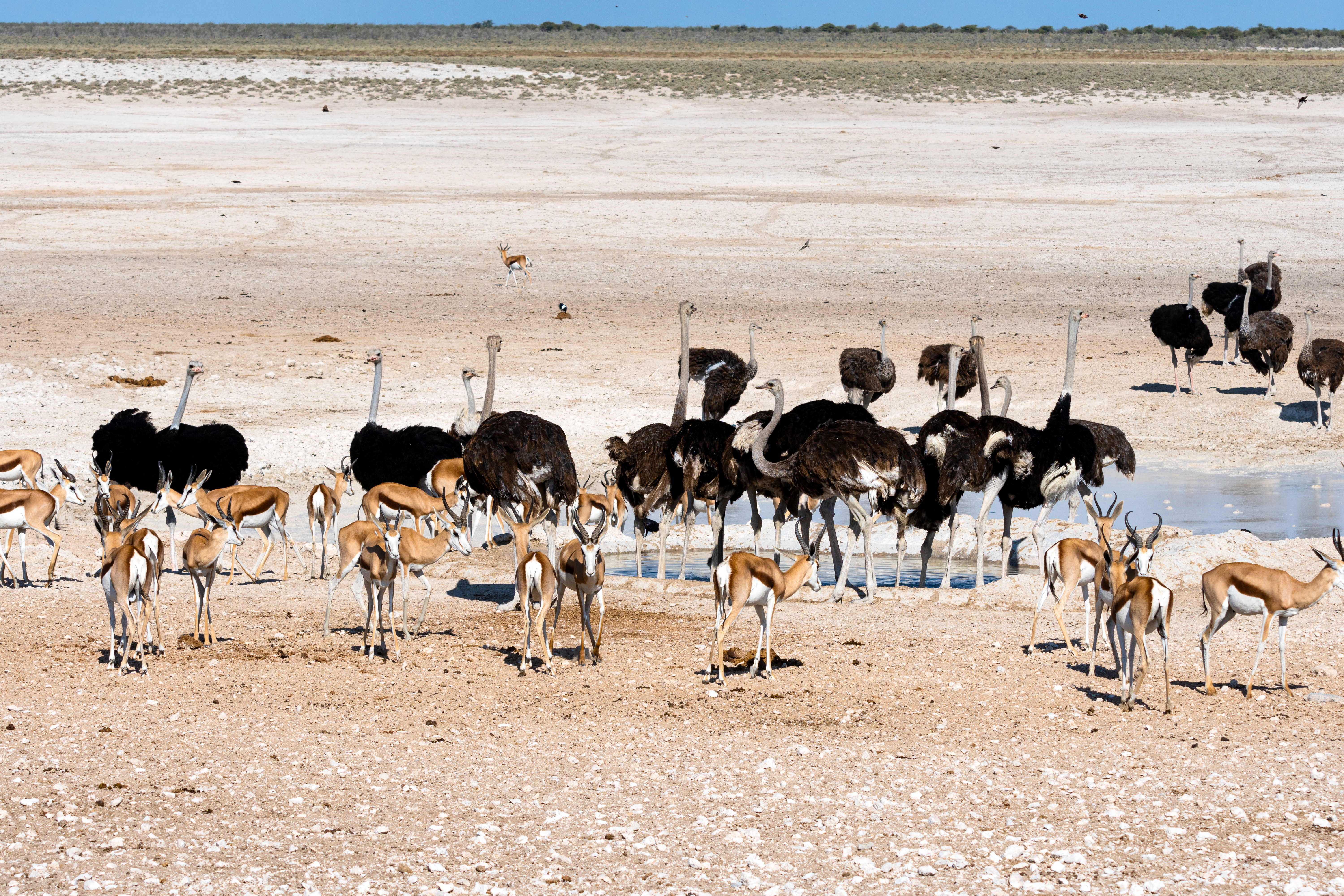 Etosha National Park Safari